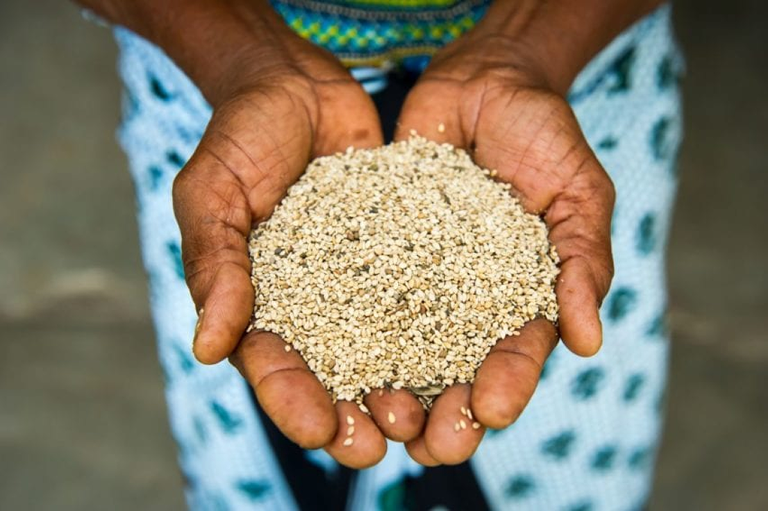 African Sesame